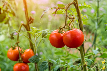 tomatoes in the garden