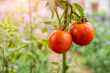 red tomatoes on a vine