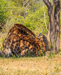 Giraffe Sleeping under a Tree
