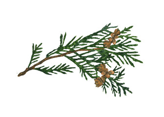 Watercolor cypress or thuja branch with cones isolated on white background. Hand drawing illustration of evergreen twig. Perfect for medical, health care design, print, cover, decoration of garden.