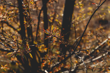 iconic orange flower in forest
