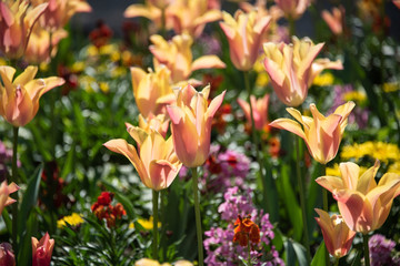 tulipes dans le jardin du Luxembourg à Paris