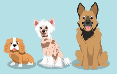 Fototapeta premium Dog Breed German Shepherd, Chinese Crested Dog