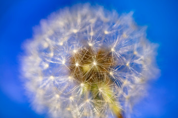 dandelion flower close up 
