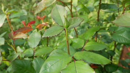 Bud before flower opening