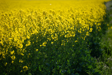 Rapsfeld im Frühling 