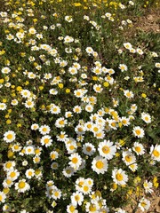 field of daisies