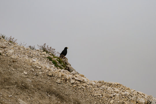 gracchio alpino sulla cima del monte Sassopiatto