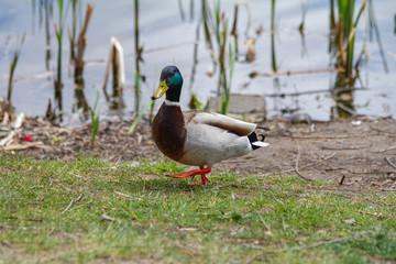 Naklejka na ściany i meble Mallard duck on a pond walks along the shore. Mallard or wild duck lives on a lake in a park.