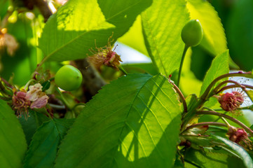 Piccole ciliege verdi in primavera