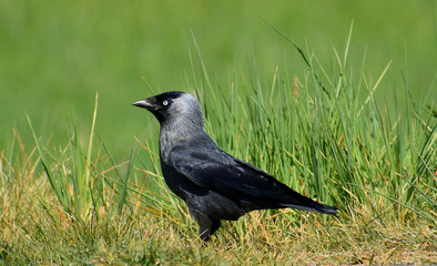 Jackdaw - monedula Corvus.Jackdaw standing on the ground among the grass.