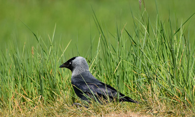 Jackdaw - monedula Corvus.Jackdaw standing on the ground among the grass.