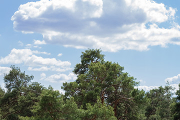View of the huge and tall pine trees in the park, against a background of blue sky and clouds