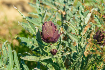 Il carciofo biologico