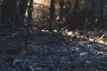 weird sticks in forest tree