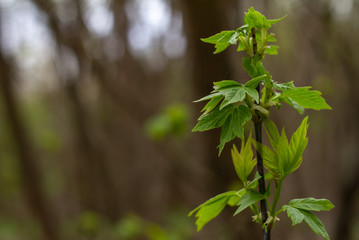 The sprout of a green tree, as a symbol of the birth of life on Earth..Green bokeh background.