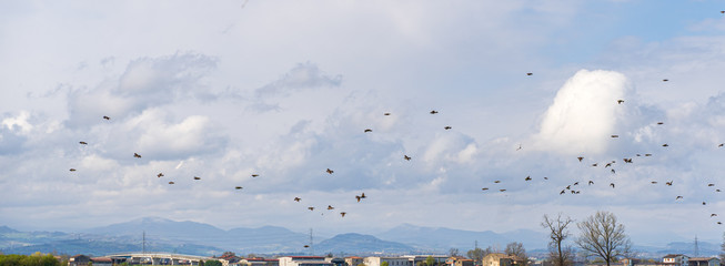 Stormo di Storni in primavera - Fidenza (PR)
Sturnus vulgaris
