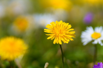 daisies and sky. daisies in the summer season. Daisy macro shoot as background. Daisies in nature. sunny weather and flowers.