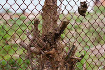 The destruction of the earth. The rest of the tree is covered with iron wire.