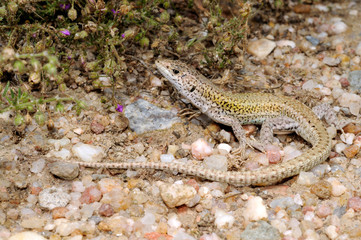 Carbonell’s Mauereidechse / Carbonell’s Wall Lizard (Podarcis carbonelli), Carrapateira,...