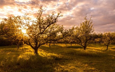 Naklejka na ściany i meble Blooming apple trees at golden hour / Blühende Apfelbäume zur goldenen Stunde