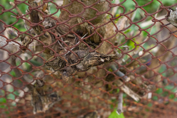 Part of a felled tree and an iron fence. Blurred background.