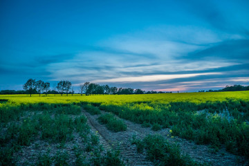Sunset field