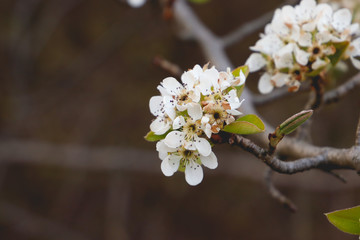 white iconic flower on tree