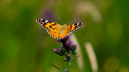 Motyl