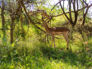 Buck in the Shade