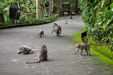 A large family of monkeys on a trail in a forest on the island of Bali