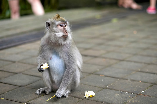 A monkey sits in a monkey forest in Bali and holds food in his hands.