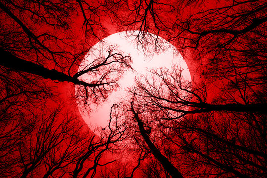 horror forest background, full moon above trees, apocalyptic scene