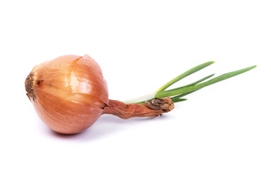 Sprouted onion isolated