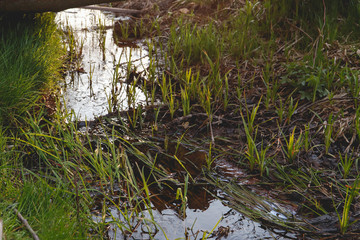 small green river in forest