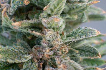 Marijuana bud close up. Indica flower. Pot green flower. Macro trichomes of cannabis.
