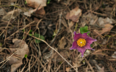 Pink snowdrop in the coniferous forest copy space. Spring Flower.