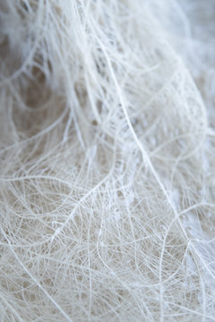 Cultivation cannabis. Hemp CBD in roots. Marijuana vegetation plants.