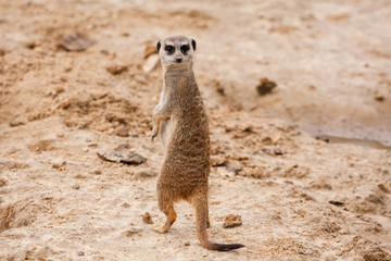 Surykatka © Jarek Rymarz