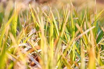 small green grass in forest