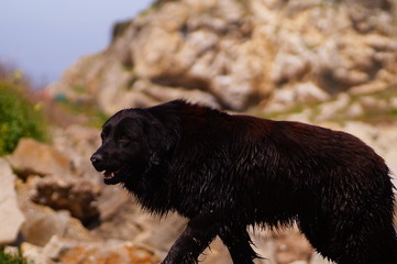 black wet dog in the rocks
