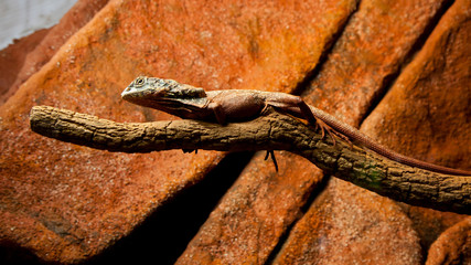 Jaszczurka © Jarek Rymarz