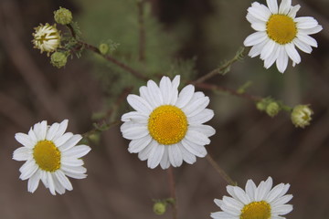 Obraz premium daisies with petals macro photo