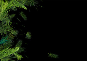 Fototapeta na wymiar Collection tropical palm leaf on dark background. Beautiful banner. Exotic botanical design. Different palm palm leaves. 3D realistic leaves with copy space for your text. Vector illustration.