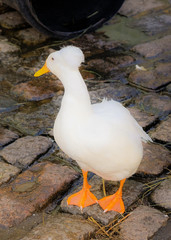 White duck with tufted head feathers