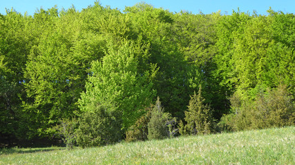 Fototapeta na wymiar forest in springtime with first green leaves