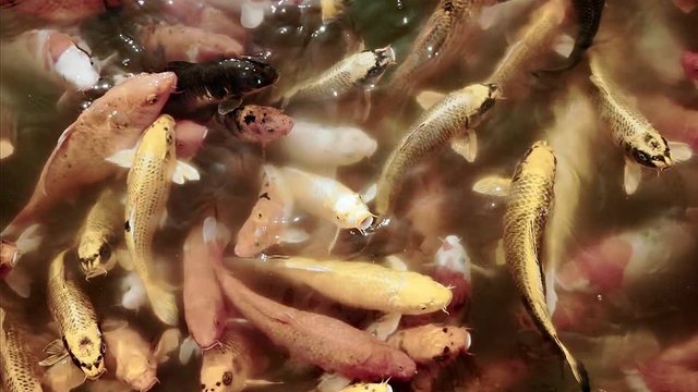 Close up crap frish with clear water