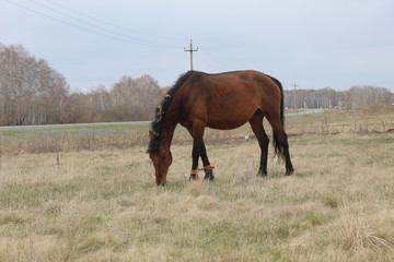 horses in the field