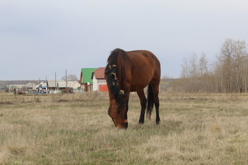 horse and foal