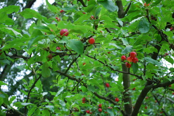 red berries growing on a tree